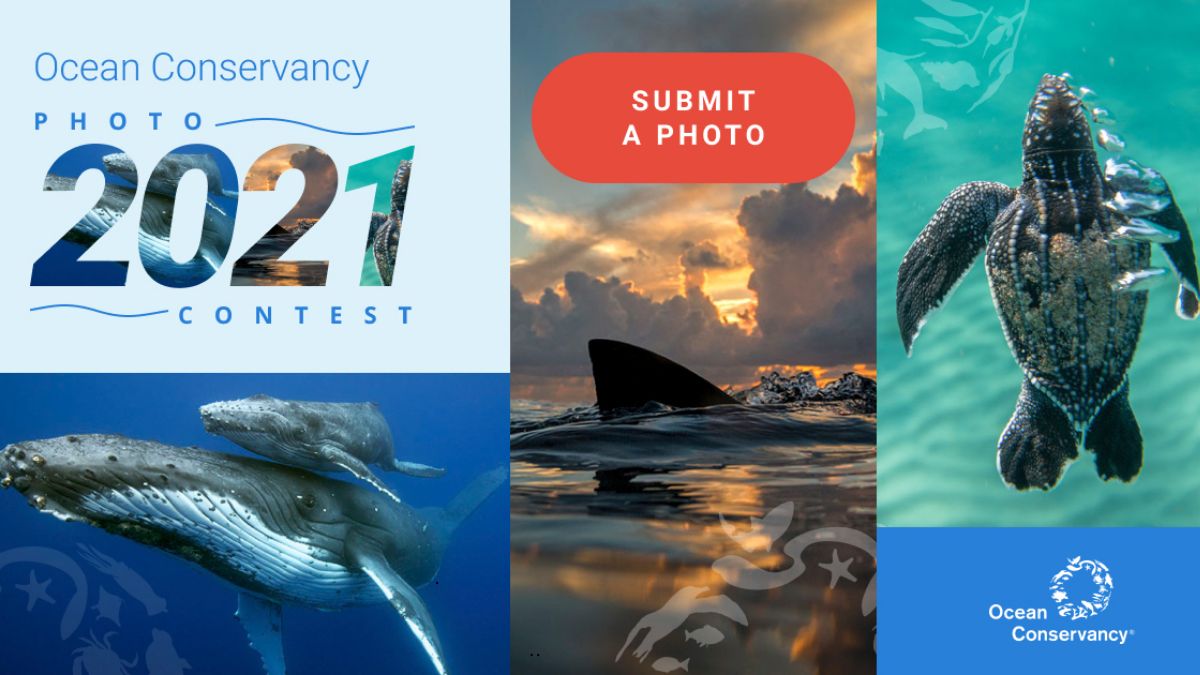 海洋保护年度摄影比赛