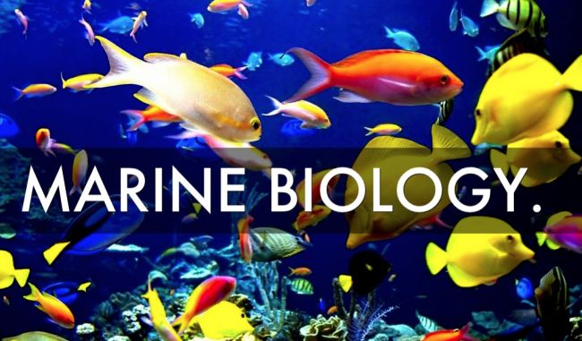 Best Marine Biology Colleges