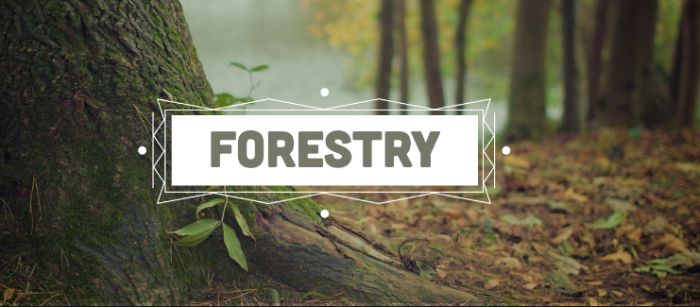 Best Colleges for Forestry