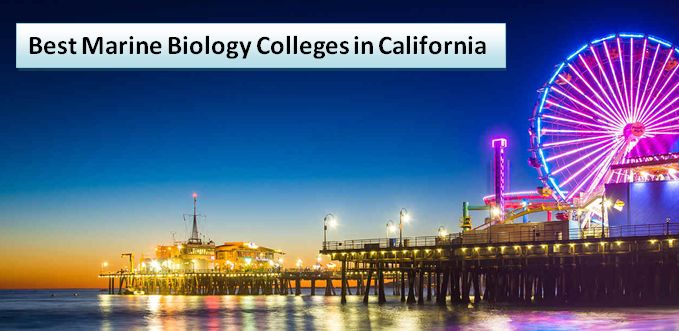Best Marine Biology Colleges in California