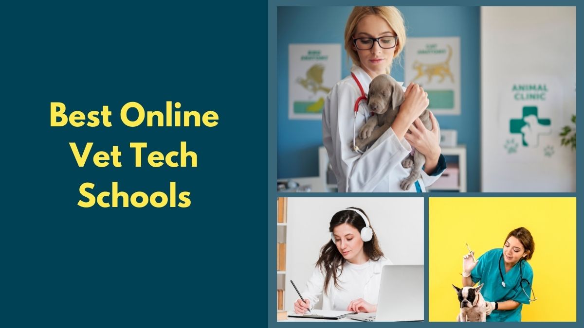 Vet Tech Schools Admissions, Courses and Scholarships
