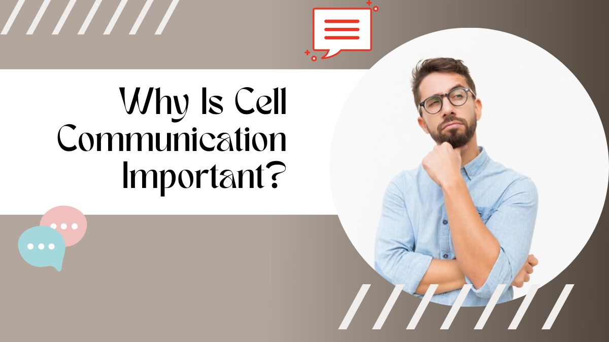 Why Is Cell Communication Important